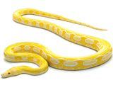 Load image into Gallery viewer, 2020 Female Albino Granite Back Tiger Reticulated Python