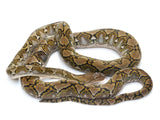 Load image into Gallery viewer, 2020 Female Anerythristic Jampea Het. Snow Paradox Reticulated Python