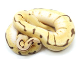 Load image into Gallery viewer, 2020 Female Bumble Bee Enchi Bald Ball Python