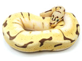 Load image into Gallery viewer, 2020 Female Bumble Bee Enchi Bald Ball Python