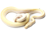 Load image into Gallery viewer, 2020 Female Cow Reticulated Python
