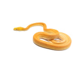 Load image into Gallery viewer, 2020 Female Golden Child Citrus Tiger Reticulated Python