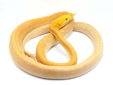 Load image into Gallery viewer, 2020 Female Golden Child Citrus Tiger Reticulated Python