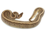 Load image into Gallery viewer, 2020 Female Hidden Gene Woma Granite Mojave Fader Odium + Ball Python
