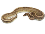 Load image into Gallery viewer, 2020 Female Hidden Gene Woma Granite Mojave Fader Odium + Ball Python
