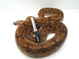 Load image into Gallery viewer, 2020 Female Hypo Jungle Het Kahl Albino Het Blood Boa Constrictor 