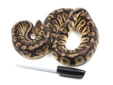 Load image into Gallery viewer, SALE! 2020 Female Inferno Fader Possible Het Albino/Toffee Ball Python.