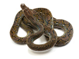 Load image into Gallery viewer, 2020 Female Jampea Het. Snow Reticulated Python