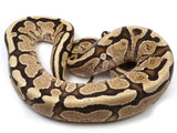 Load image into Gallery viewer, 2020 Female Lucifer Yellowbelly Fader Ball Python