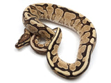 Load image into Gallery viewer, 2020 Female Lucifer Yellowbelly Fader Ball Python