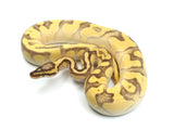 Load image into Gallery viewer, 2020 Female Pastel Enchi Lesser Yellowbelly Bald Possible Het Pied Ball Python