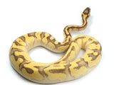 Load image into Gallery viewer, 2020 Female Pastel Enchi Lesser Yellowbelly Bald Possible Het Pied Ball Python