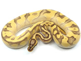 Load image into Gallery viewer, 2020 Female Pastel Enchi Lesser Yellowbelly Bald Possible Het Pied Ball Python