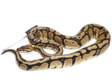 Load image into Gallery viewer, 2020 Female Pastel Red Stripe Ball Python