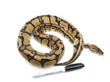 Load image into Gallery viewer, 2020 Female Pastel Red Stripe Ball Python