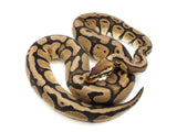 Load image into Gallery viewer, 2020 Female Pastel Red Stripe Ball Python