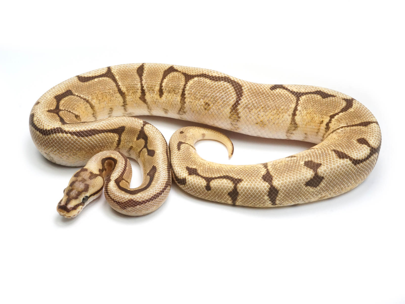Ffiremon Ball Python Fire Spider Ball Python