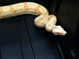 Load image into Gallery viewer, 2020 Female Sunglow Roswell Possible Het Leopard Boa Constrictor.