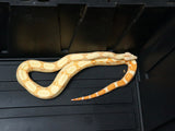 Load image into Gallery viewer, 2020 Female Sunglow Roswell Possible Het Leopard Boa Constrictor.