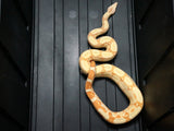 Load image into Gallery viewer, 2020 Female Sunglow Roswell Possible Het Leopard Boa Constrictor.