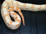 Load image into Gallery viewer, 2020 Female Sunglow Roswell Possible Het Leopard Boa Constrictor.