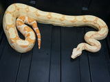 Load image into Gallery viewer, 2020 Female Sunglow Roswell Possible Het Leopard Boa Constrictor.