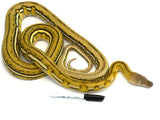 Load image into Gallery viewer, 2020 Female Tiger Platinum Marble Possible Phantom Reticulated Python