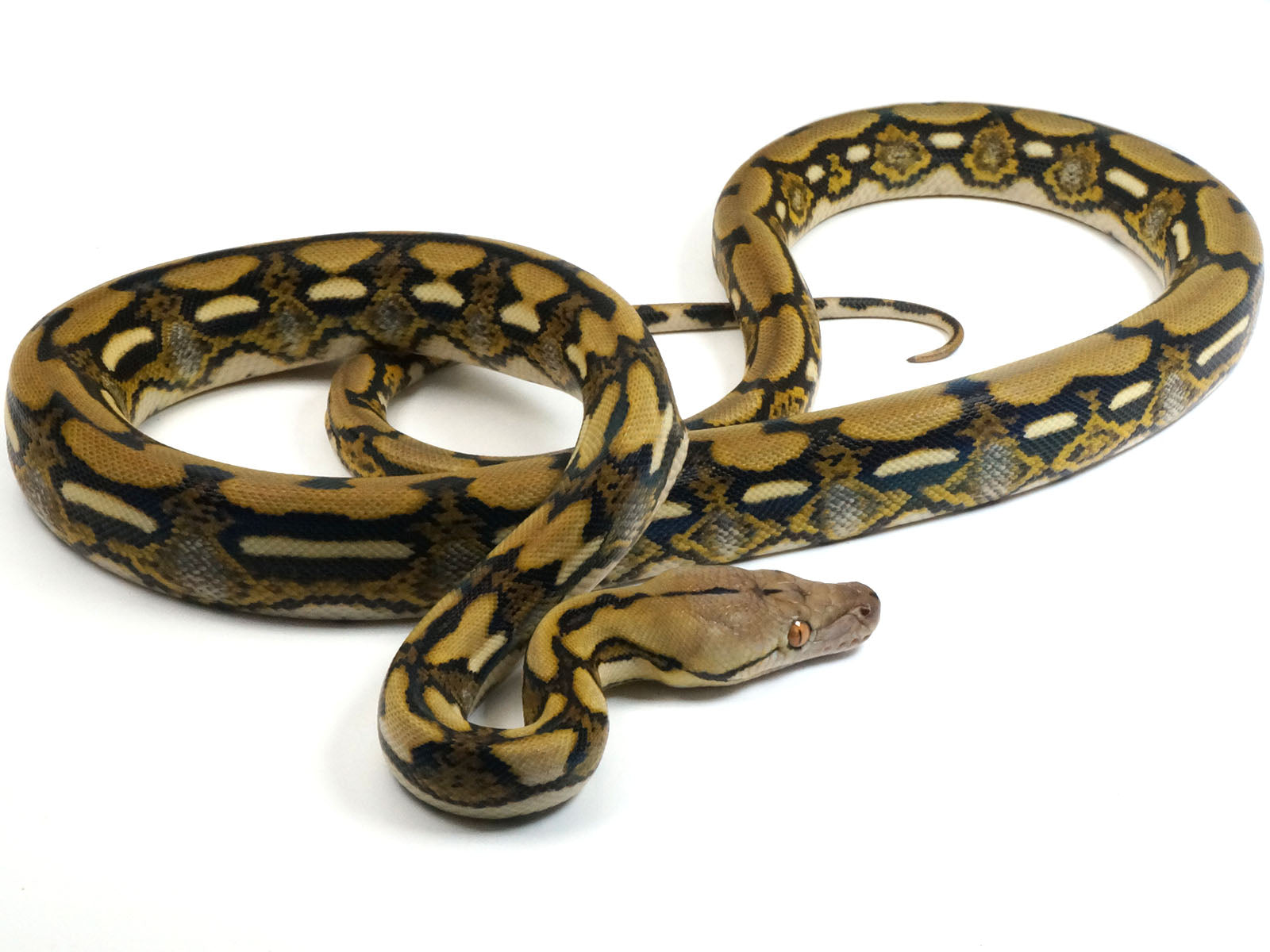 Baby Tiger Reticulated Python