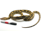 Load image into Gallery viewer, 2020 Female tiger 100% Het Renick Ghost Reticulated Python