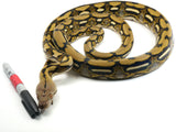 Load image into Gallery viewer, 2020 Female tiger 100% Het Renick Ghost Reticulated Python