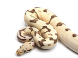 Load image into Gallery viewer, 2020 Male Bumble Bee Lucifer Yellowbelly + Ball Python