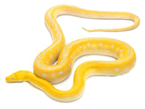 Load image into Gallery viewer, 2020 Male Citrus Lavender Marble Reticulated Python