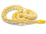 Load image into Gallery viewer, 2020 Male Citrus Lavender Reticulated Python