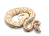 Load image into Gallery viewer, 2020 Male Coral Glow Mojave Enchi Microscale Ball Python