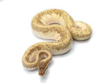 Load image into Gallery viewer, 2020 Male Hidden Gene Woma Granite Lucifer Odium Orange Dream Yellowbelly Fader + Ball Python