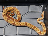 Load image into Gallery viewer, 2020 Male Hypo Het Leopard Het Black Eyed Anerythristic 50% Possible Het Kahl Albino Boa Constrictor.
