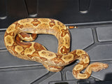 Load image into Gallery viewer, 2020 Male Hypo Het Leopard Het Black Eyed Anerythristic 50% Possible Het Kahl Albino Boa Constrictor