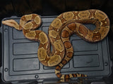 Load image into Gallery viewer, 2020 Male Hypo Jungle Het Anerythristic Boa Constrictor