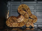 Load image into Gallery viewer, 2020 Male Hypo Jungle Het Anerythristic Boa Constrictor