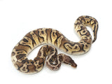 Load image into Gallery viewer, 2020 Male Inferno Fire Fader Ball Python - Nice!