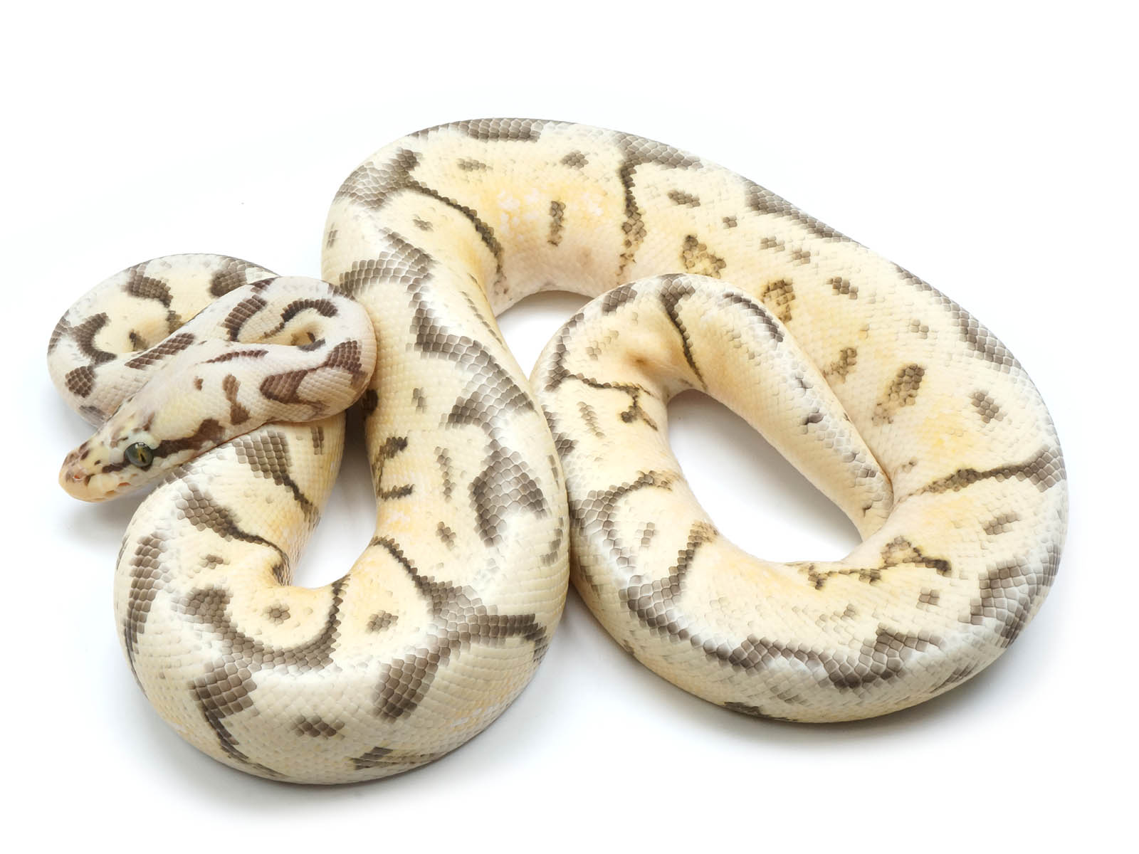 Bumblee Bee Python Killer Bee Ball Python