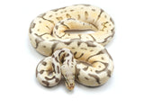 Load image into Gallery viewer, 2020 Male Killer Bee Mephisto Ball Python