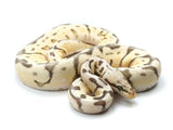 Load image into Gallery viewer, 2020 Male Killer Bee Mephisto Ball Python