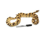 Load image into Gallery viewer, 2020 Male Microscale Lucifer Enchi Het Pied Ball Python