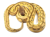 Load image into Gallery viewer, SALE! 2020 Male Platinum Marble Tiger Reticulated Python.