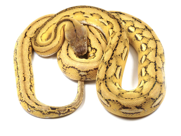 Moschino sunfire discount retic