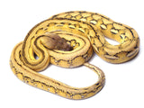 Load image into Gallery viewer, 2020 Male Platinum Marble Tiger Reticulated Python