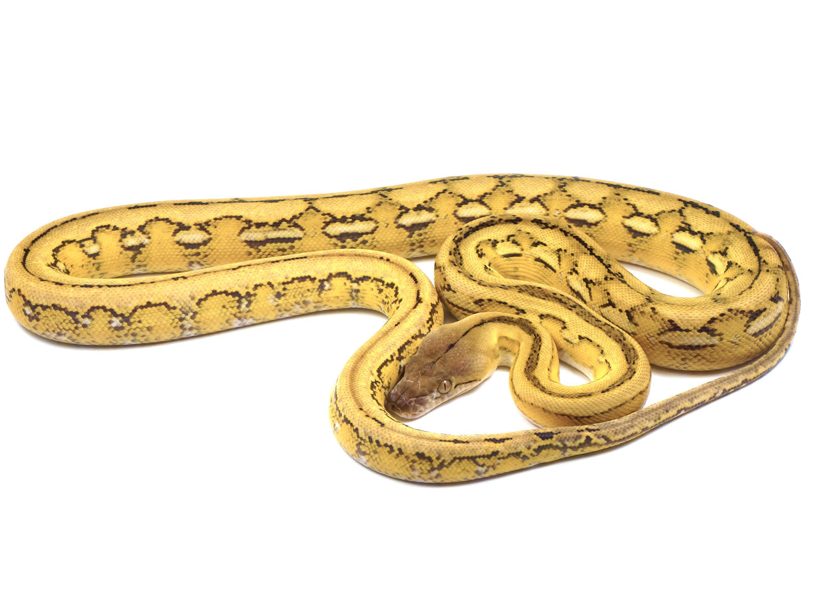 Platinum Tiger Reticulated Python