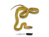 Load image into Gallery viewer, 2020 Male Platinum Tiger Marble Reticulated Python