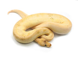 Load image into Gallery viewer, 2020 Male Super Pastel Mimosa Possible Leopard Possible Enchi Ball Python